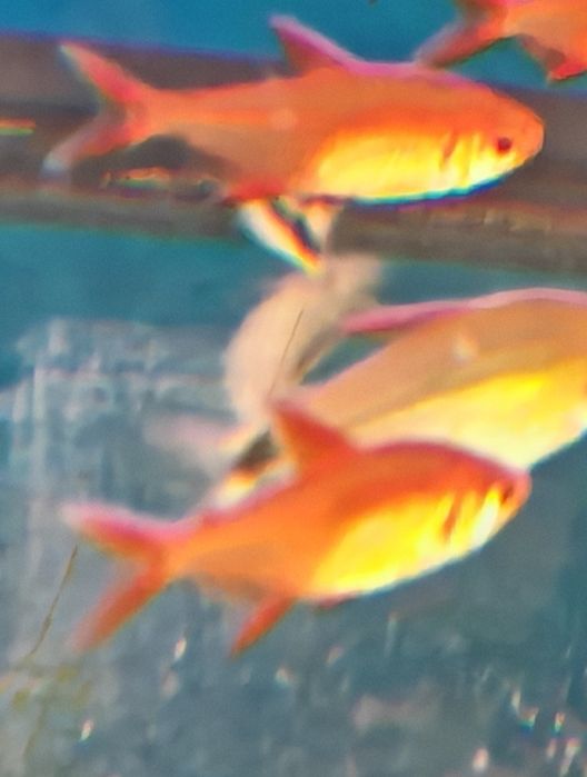 Tetra hyphessobrycon red cherry muzel rarytas Aquafizz Creative el