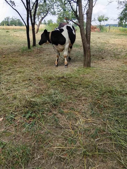 Продам бичка 3 міс.
