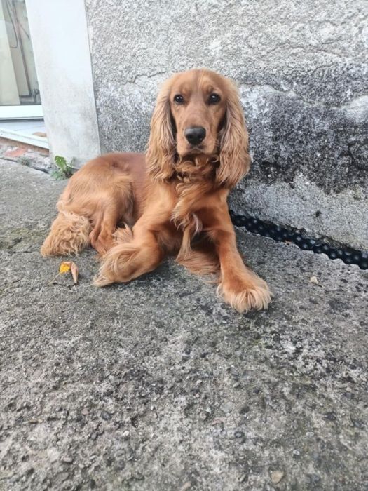 Ostatni śliczny szczeniak piesek Cocker Spaniel angielski