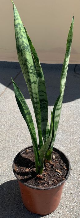 Oportunidade! Planta Espada de São Jorge- 3€ cada unidade.