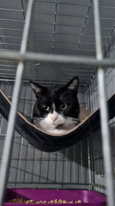 Кот молодой черный белый кіт чорний білий молодий