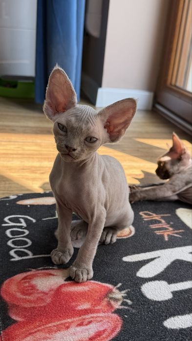 Kocur Amur Devon Rex już do odbioru