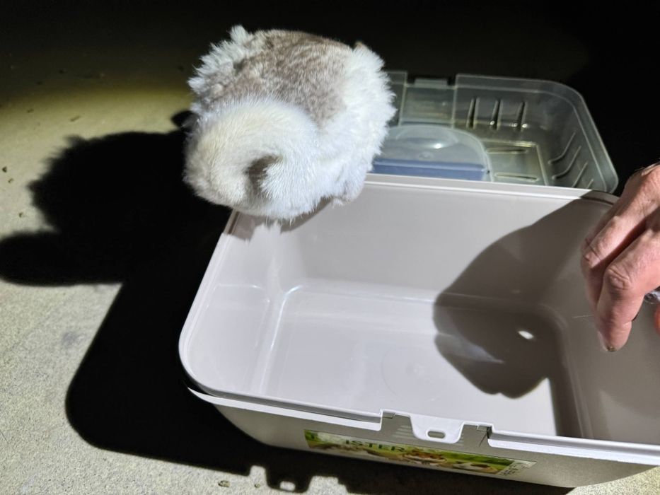 Szynszyl mozaika eksteremalna biały 5 miesięcy młody