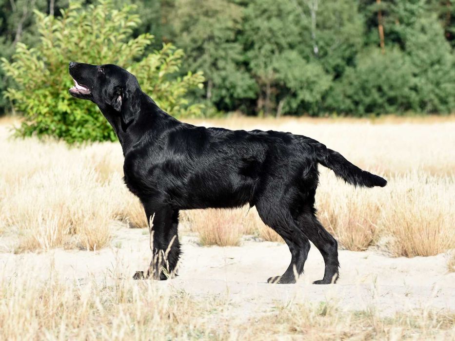 FLAT COATED RETRIEVER - super chłopczyk z potencjałem :)