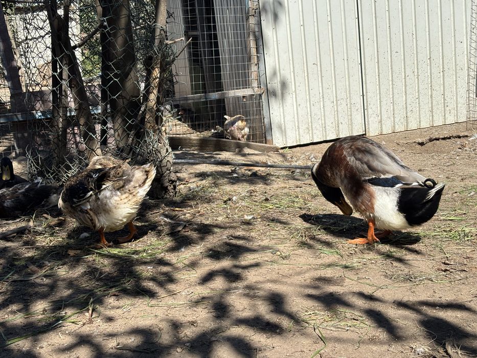 Temos patos rouen e ovos.
