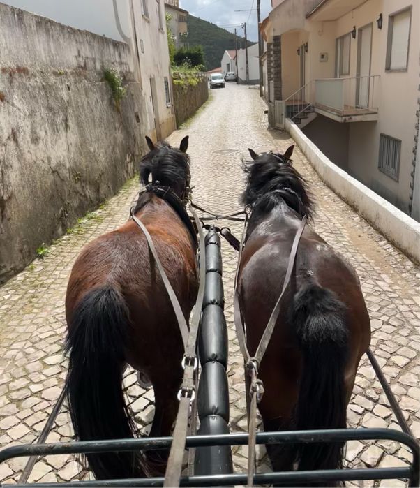 Vendo parelha de garranos bem engatados