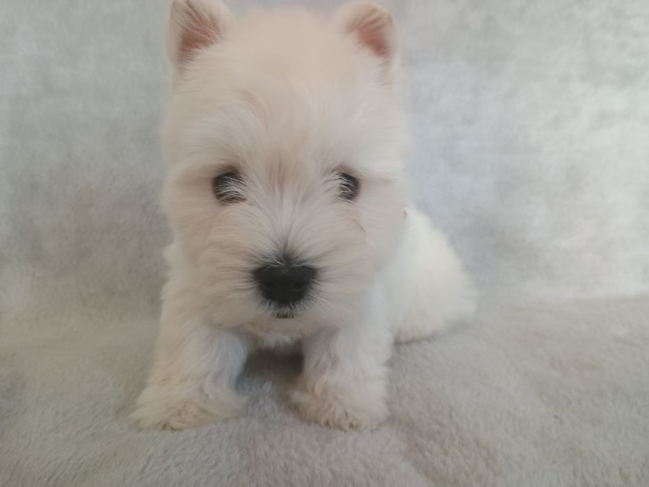 West highland white terrier