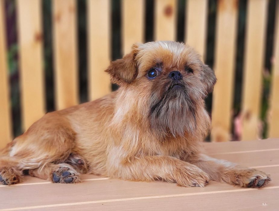 Хлопець для вязки брюссельського гріффона