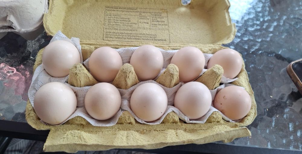 Ayam Cemani Szybka realizacija