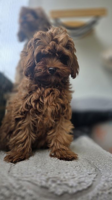 Cavapoo F1b samiec