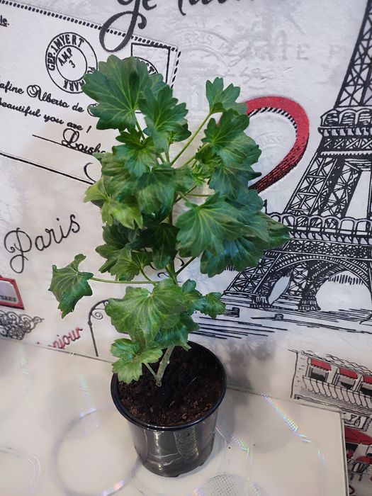 Пеларгонія ампельна та кущова