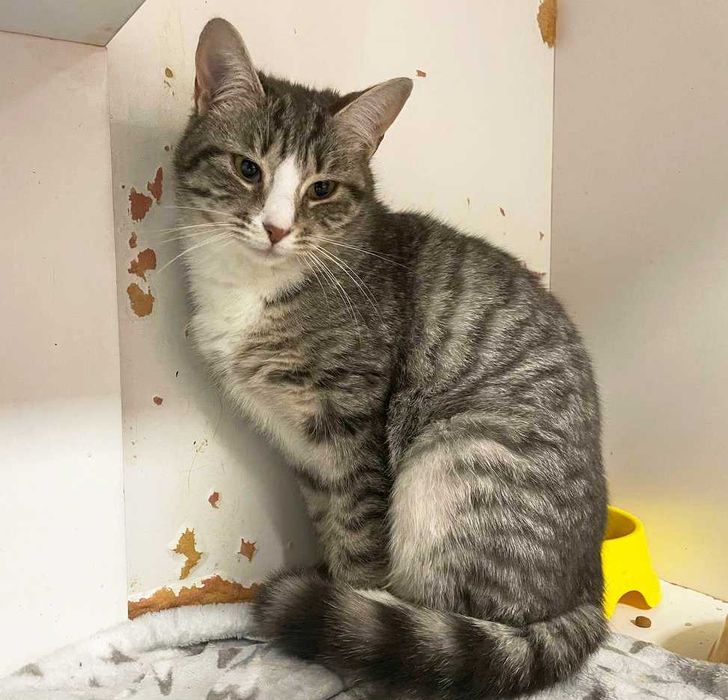 Чудова Мультя з красивими розкосими очима (1 рік). Стерил. Кошка