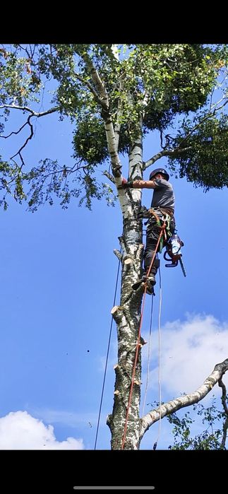 Зрізати дерево, кронування, санітарна обрізка дерева
