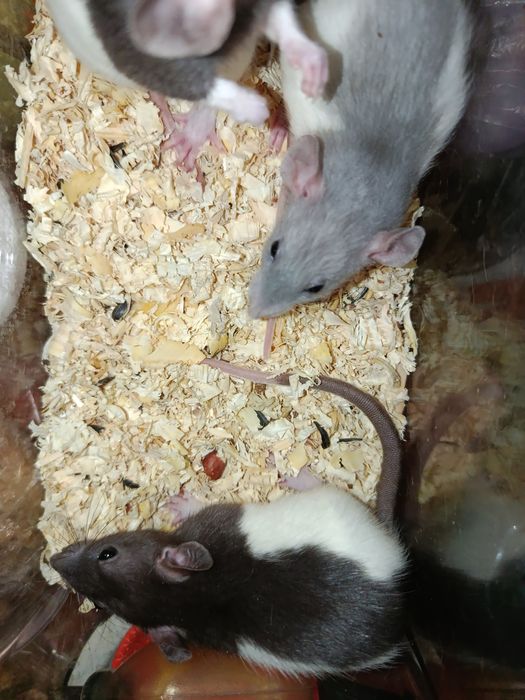 Продам маленьких пацюків (крисенята)