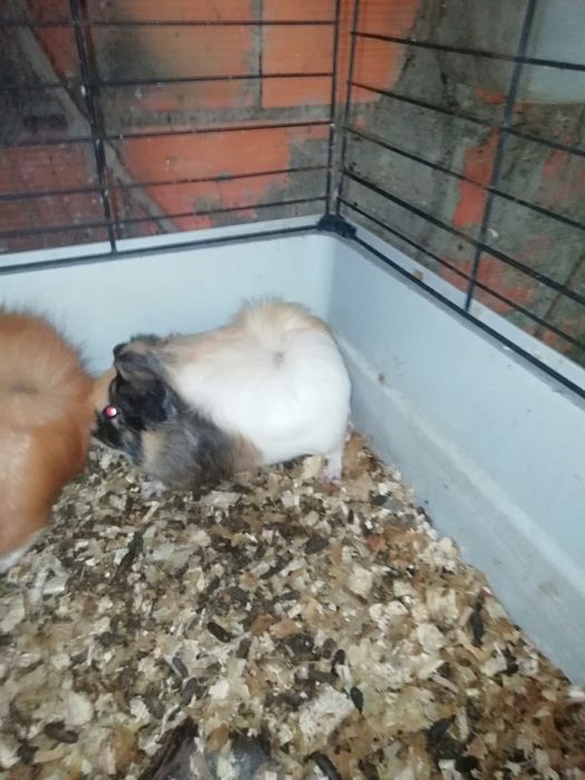 Porquinho da Índia