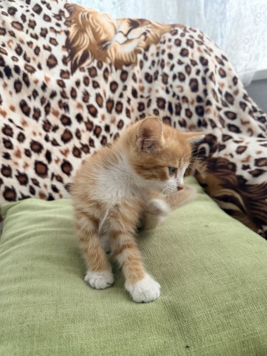Котик шукає люблячу родину