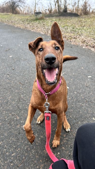 Piękny pies do adopcji