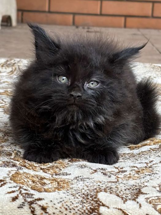 Коты и кошечки.Большой выбор.