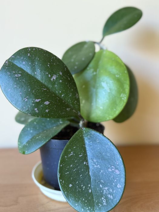 Hoya hoja obovata