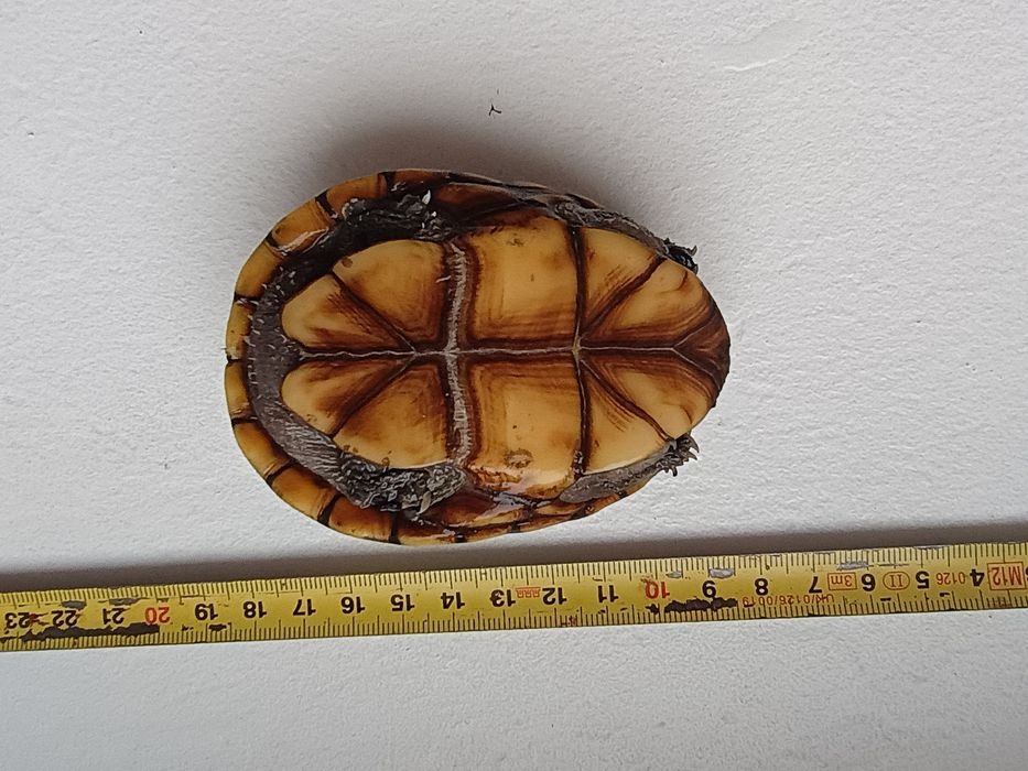 Żółw Kinosternon baurii kuzyn Sternitherus odoratus żółw wonny