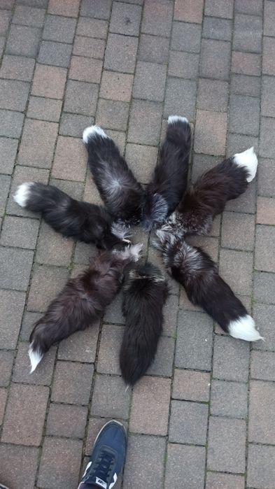 Ogony z lisa! Ogon, lis srebrny!