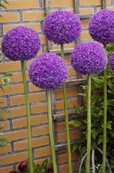 Алліум, мак, гайлардія, традесканція, бересклетКофейный комплект.