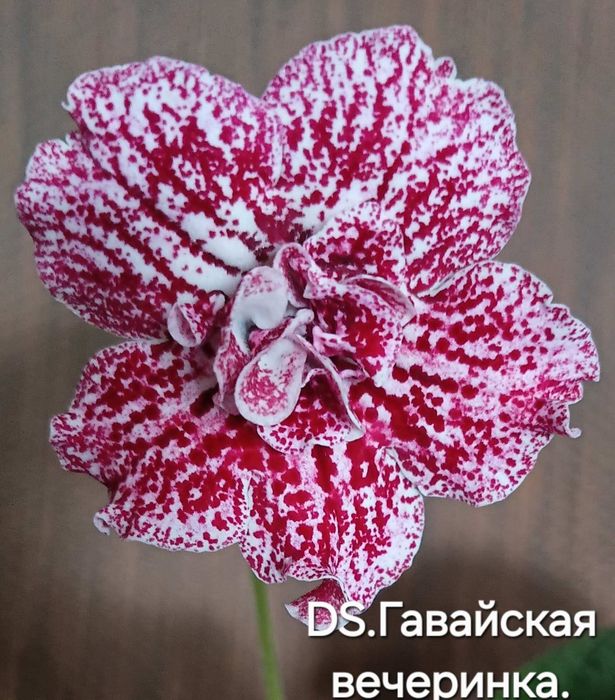 Детки стрептокарпусов.