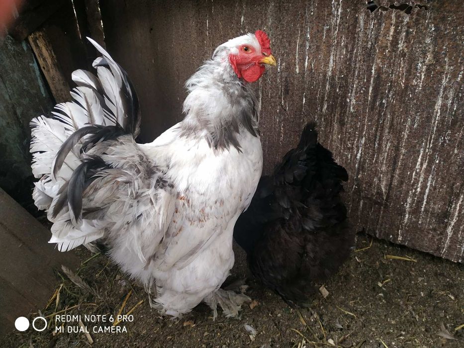 Подрощенные цыплята, яйца курей Брама