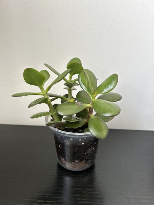 Грошове дерево , красула