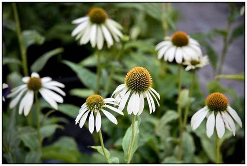 Jeżówka Alba doniczka 2L.