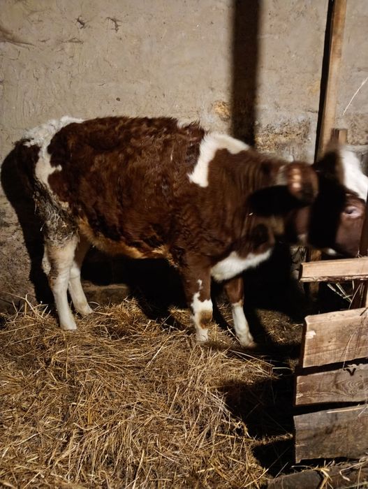 Продаю телицю. Терміново.