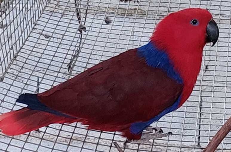 Araras e eclectus