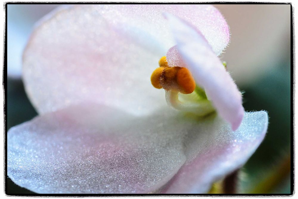 Mitakon Zhongyi 20mm f/2 4.5X Super Macro Lens for Sony E