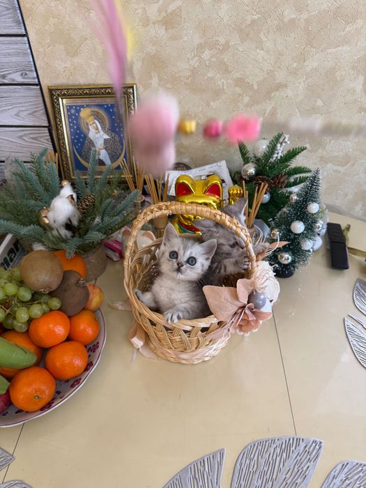 Шотландські кошенята