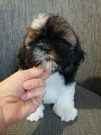Shih tzu do rezerwacji