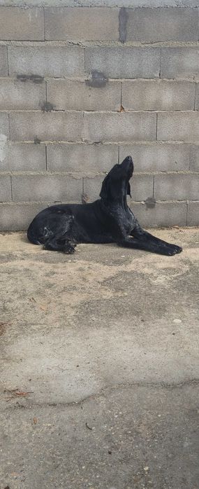 Cão braco alemão