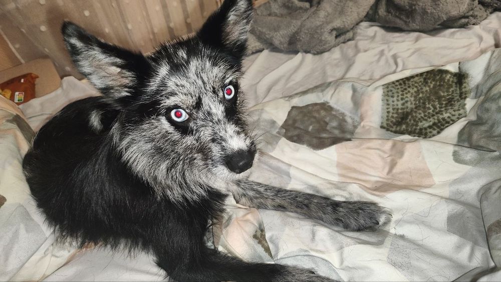 Отдам собаку по кличке Луна