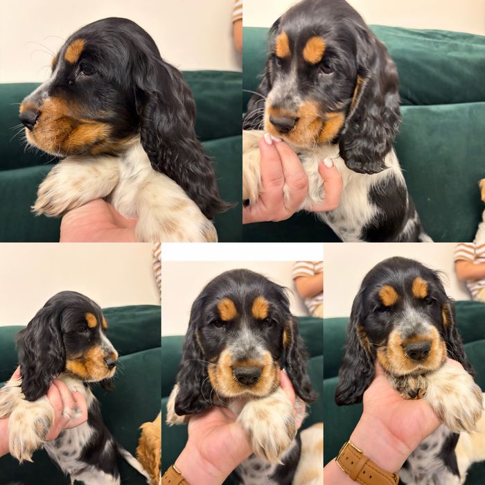 Chlopczyk  cocker spaniel angielski