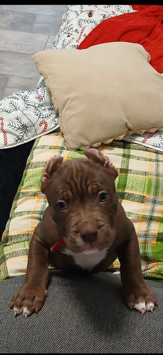 American Bully suczka