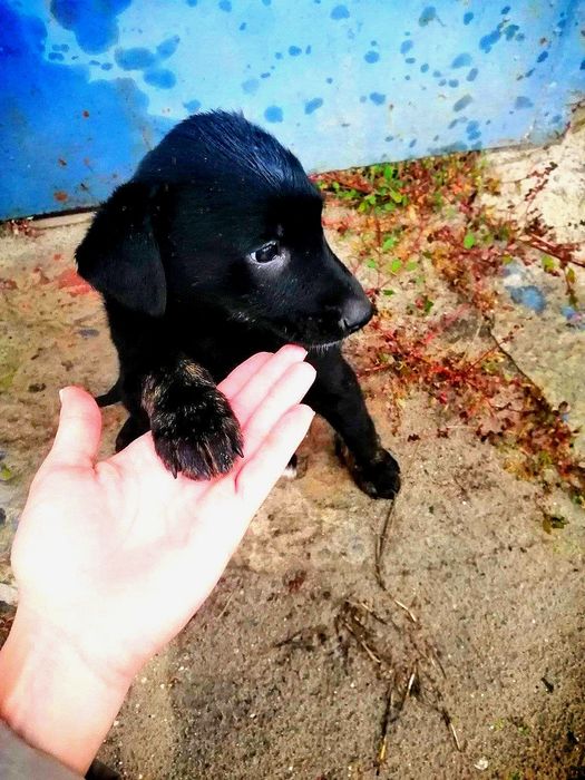 Чудовий цуцик в дар