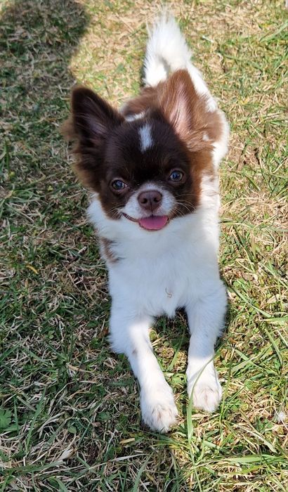 Chihuahua długowłosy biało- czekoladowy.