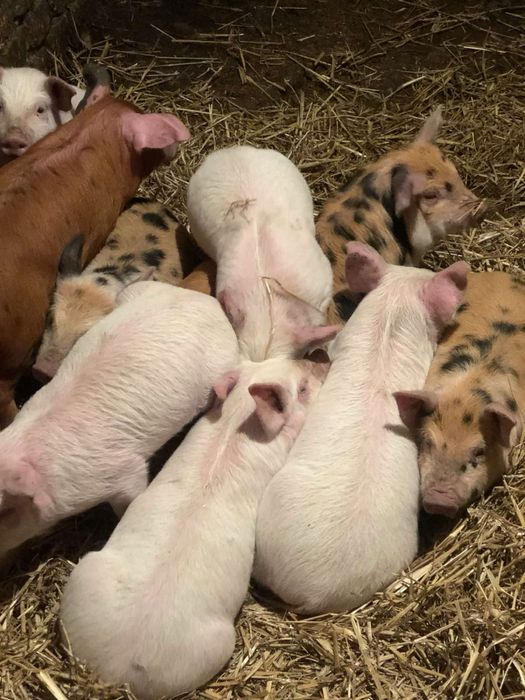 Продам поросята