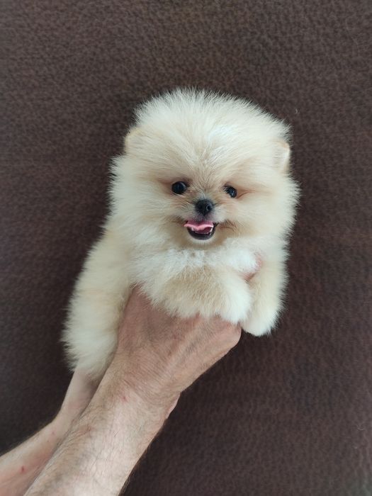 Шпиц девочка Днепр