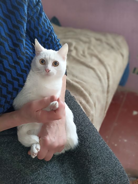 Ищет дом белая кошечка