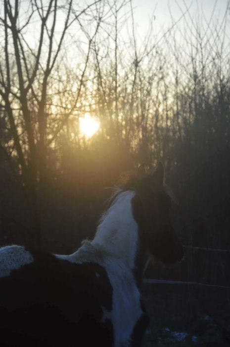 klaczka roczna sp i fryz