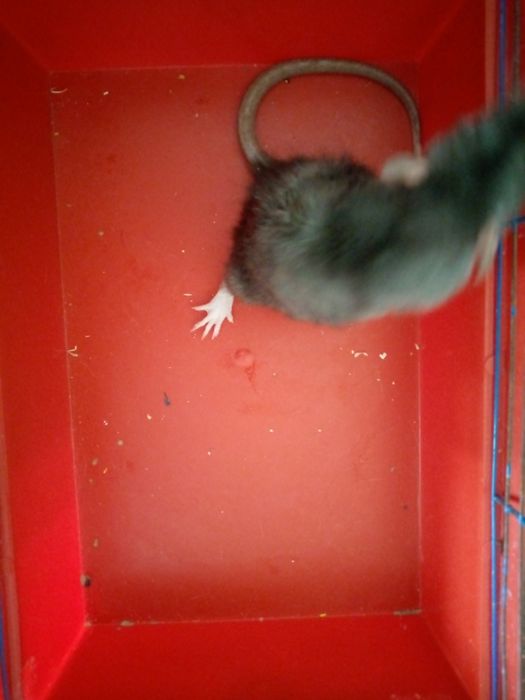 Крысята Кременчуг