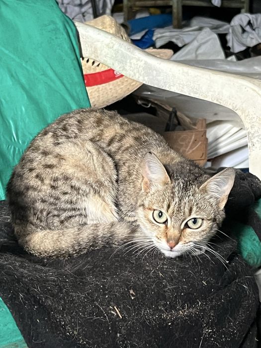 Gatinha Juvenil para Adoção!