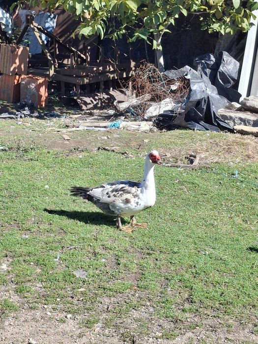 Patos mudos criados ao ar livre