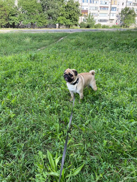 В"язка Мопс Хлопчик Полтава