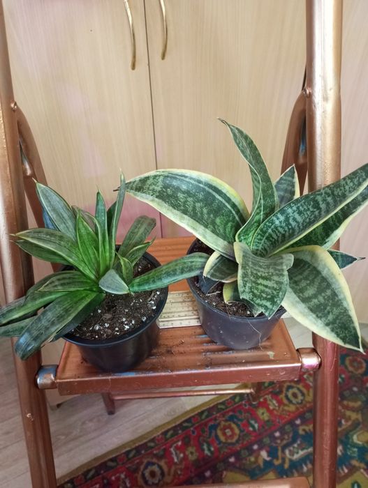 Сансевиерии сорта